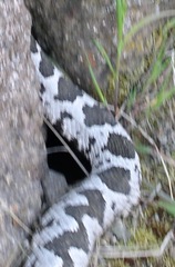 Montivipera xanthina