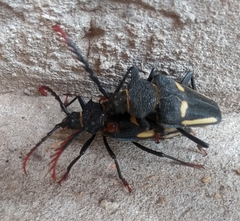 Calocomus desmarestii