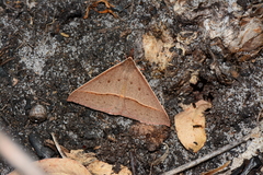 Epidesmia chilonaria