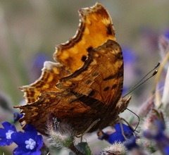 Polygonia egea