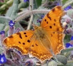 Polygonia egea