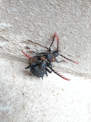 Calocomus desmarestii