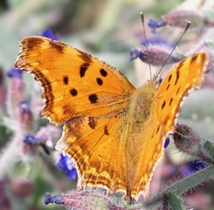 Polygonia egea