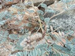 Dalea mollissima
