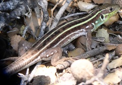 Lacerta diplochondrodes cariensis