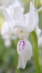 Orchis provincialis