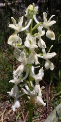 Orchis provincialis
