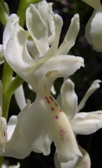 Orchis provincialis