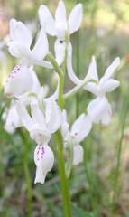 Orchis provincialis
