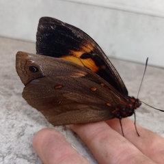 Brassolis astyra