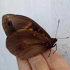 Brassolis astyra