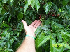 Coffea arabica