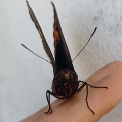 Brassolis astyra