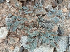 Dalea mollissima