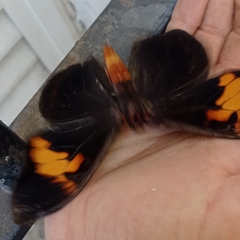 Brassolis astyra