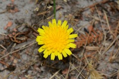 Leontodon saxatilis saxatilis