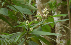 Miconia melastomoides