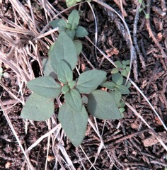 Parietaria pensylvanica
