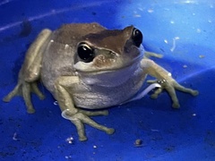 Litoria ewingii