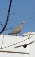 Streptopelia decaocto