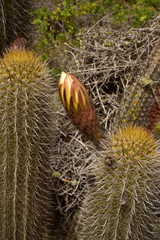 Trichocereus chiloensis litoralis
