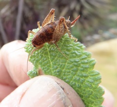 Pristoceuthophilus pacificus