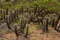 Trichocereus chiloensis litoralis
