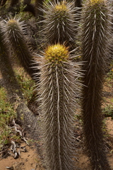 Trichocereus chiloensis litoralis