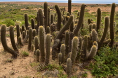 Trichocereus chiloensis litoralis