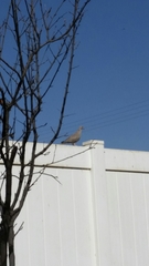 Streptopelia decaocto