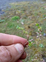 Alchemilla australiana