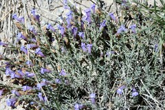 Penstemon teucrioides