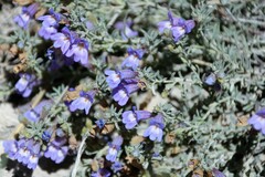 Penstemon teucrioides