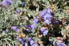 Penstemon teucrioides