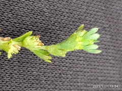 Alchemilla australiana