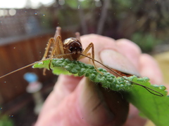 Pristoceuthophilus pacificus