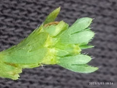 Alchemilla australiana
