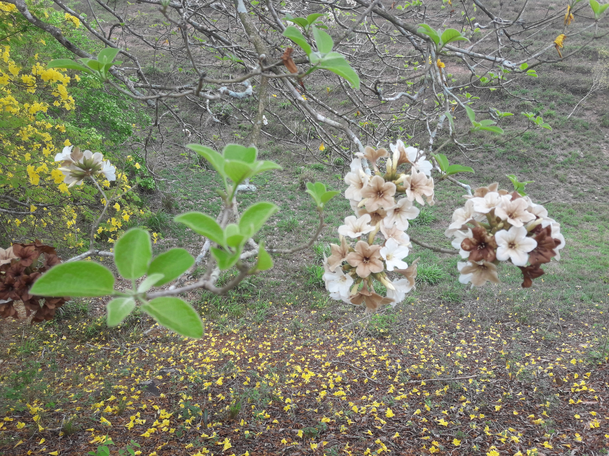 Cordia glabrata