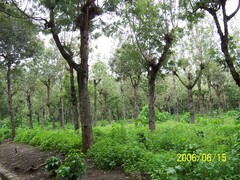 Coffea arabica