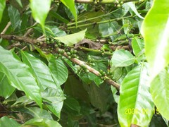 Coffea arabica