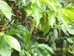 Coffea arabica