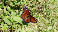 Limenitis archippus floridensis