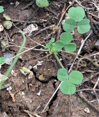 Medicago lupulina