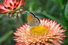 Pseudolucia chilensis