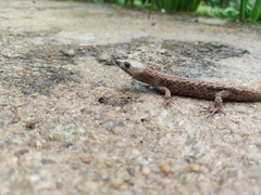 Echinosaura