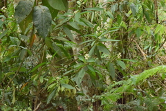 Miconia melastomoides