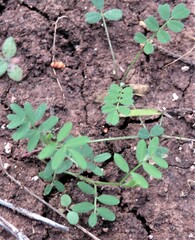Astragalus nuttallianus