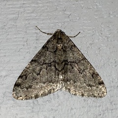 Phigalia denticulata