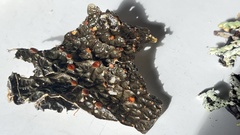 Lobaria anthraspis