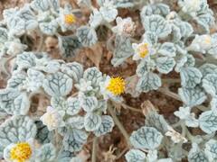 Psathyrotes ramosissima